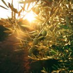 Olive trees in a sunlit grove by Flor Saurina