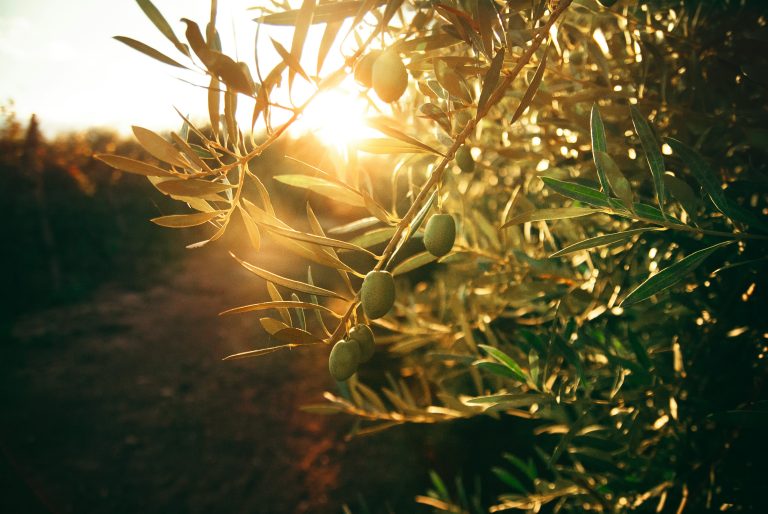 Olive trees in a sunlit grove by Flor Saurina