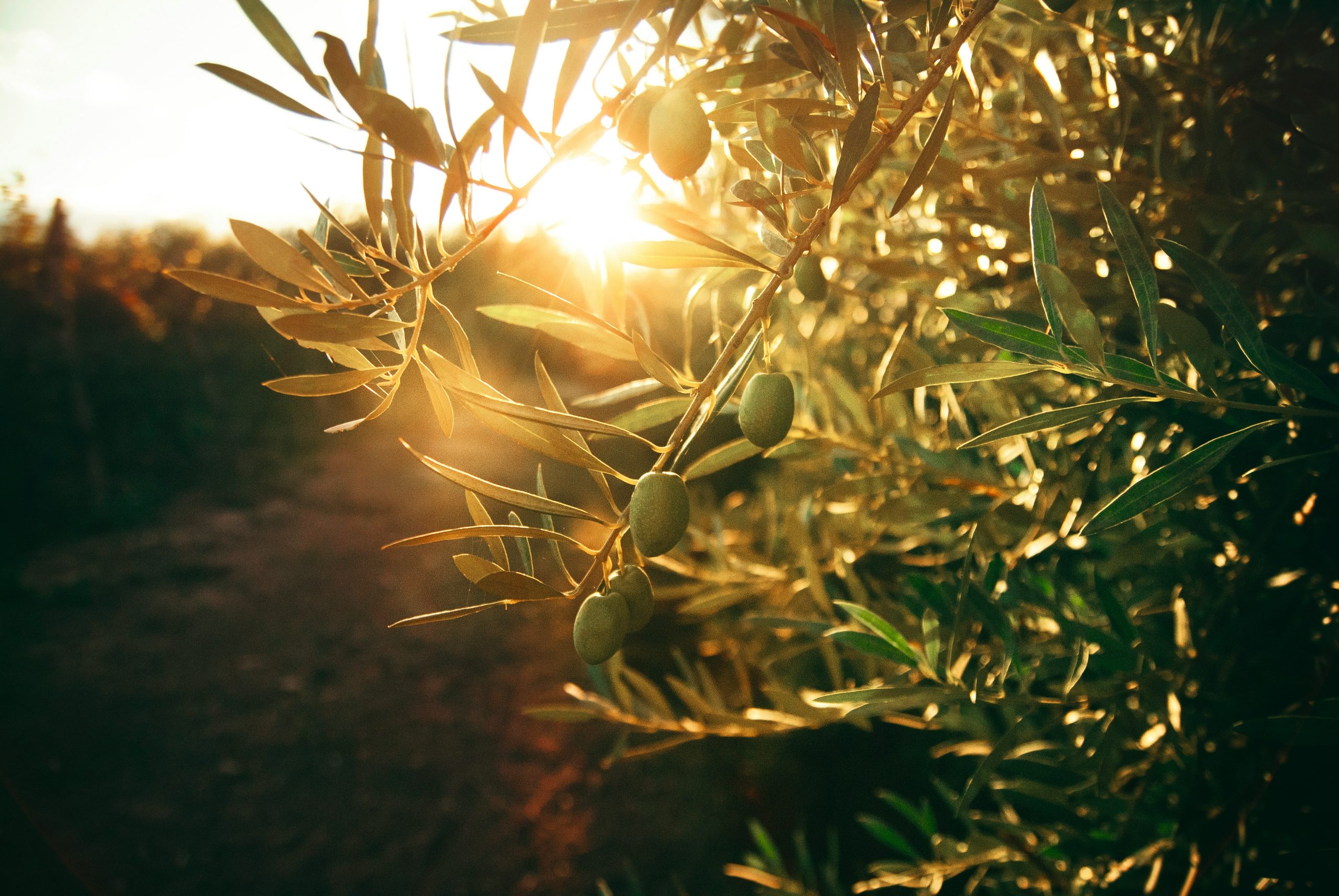 Olive trees in a sunlit grove by Flor Saurina